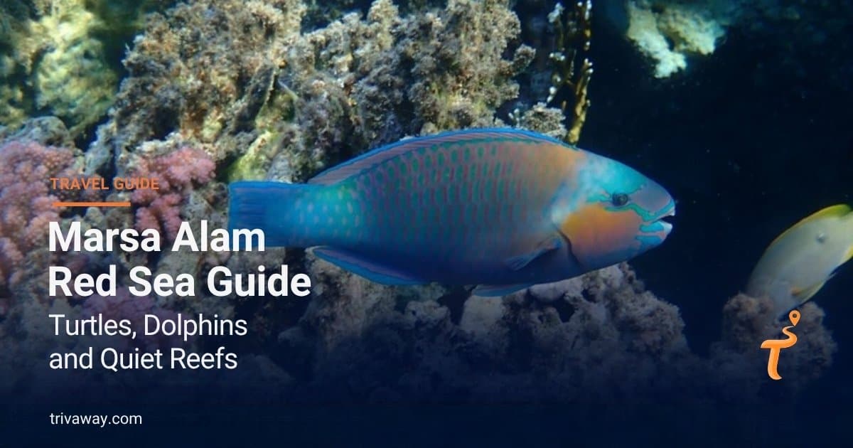 Marsa Alam — żółwie morskie, dzikie delfiny i najspokojniejsze rafy Morza Czerwonego