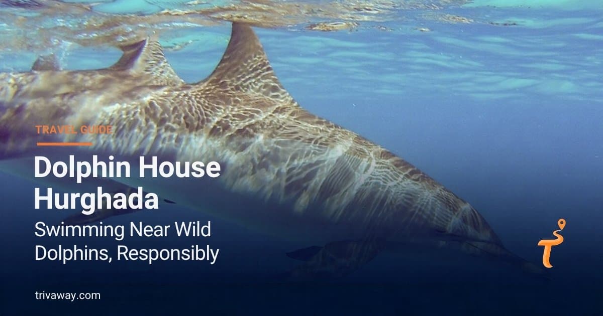 Nager avec des dauphins sauvages à Hurghada — tout sur Dolphin House