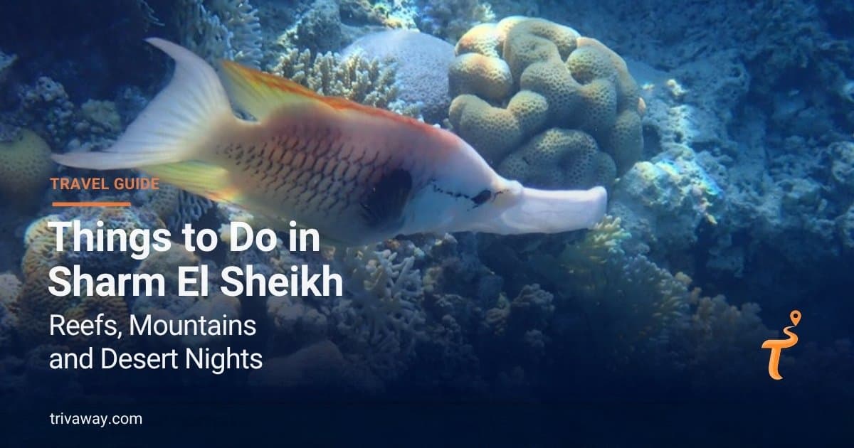 Die besten Aktivitäten in Sharm El Sheikh — Riffe, Berge und Wüstennächte