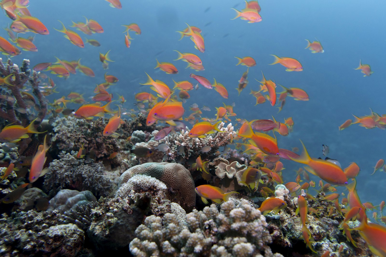 Red Sea Boat Snorkeling Trip