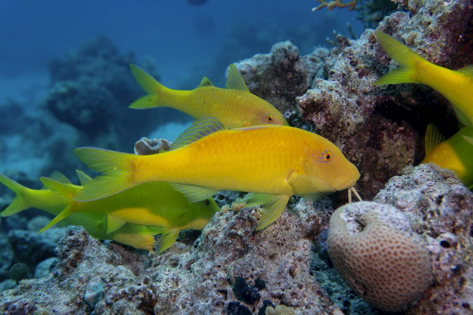 Red Sea Boat Snorkeling Trip